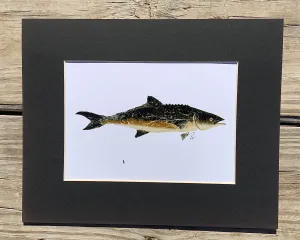 Cobia  Gyotaku Print