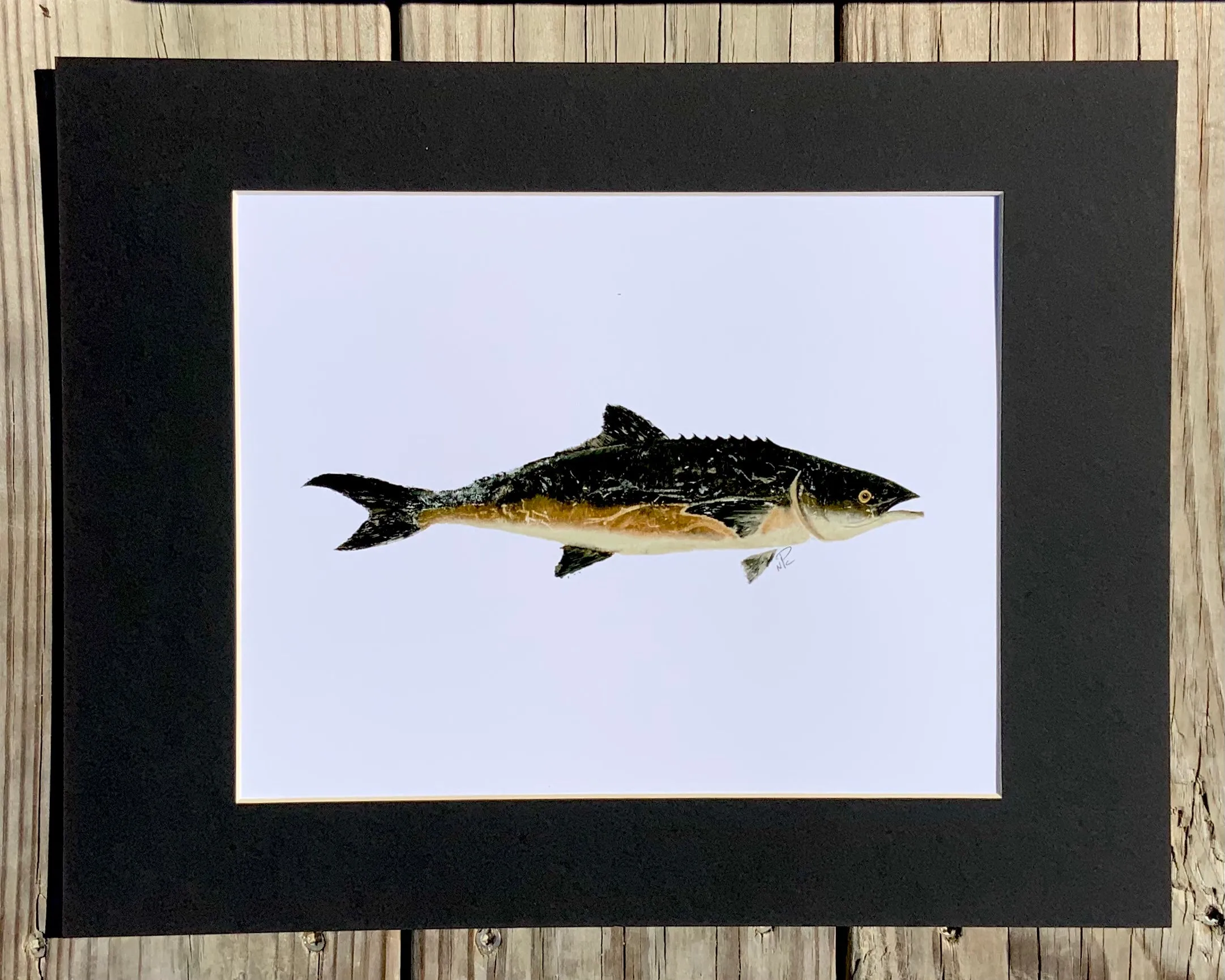 Cobia  Gyotaku Print