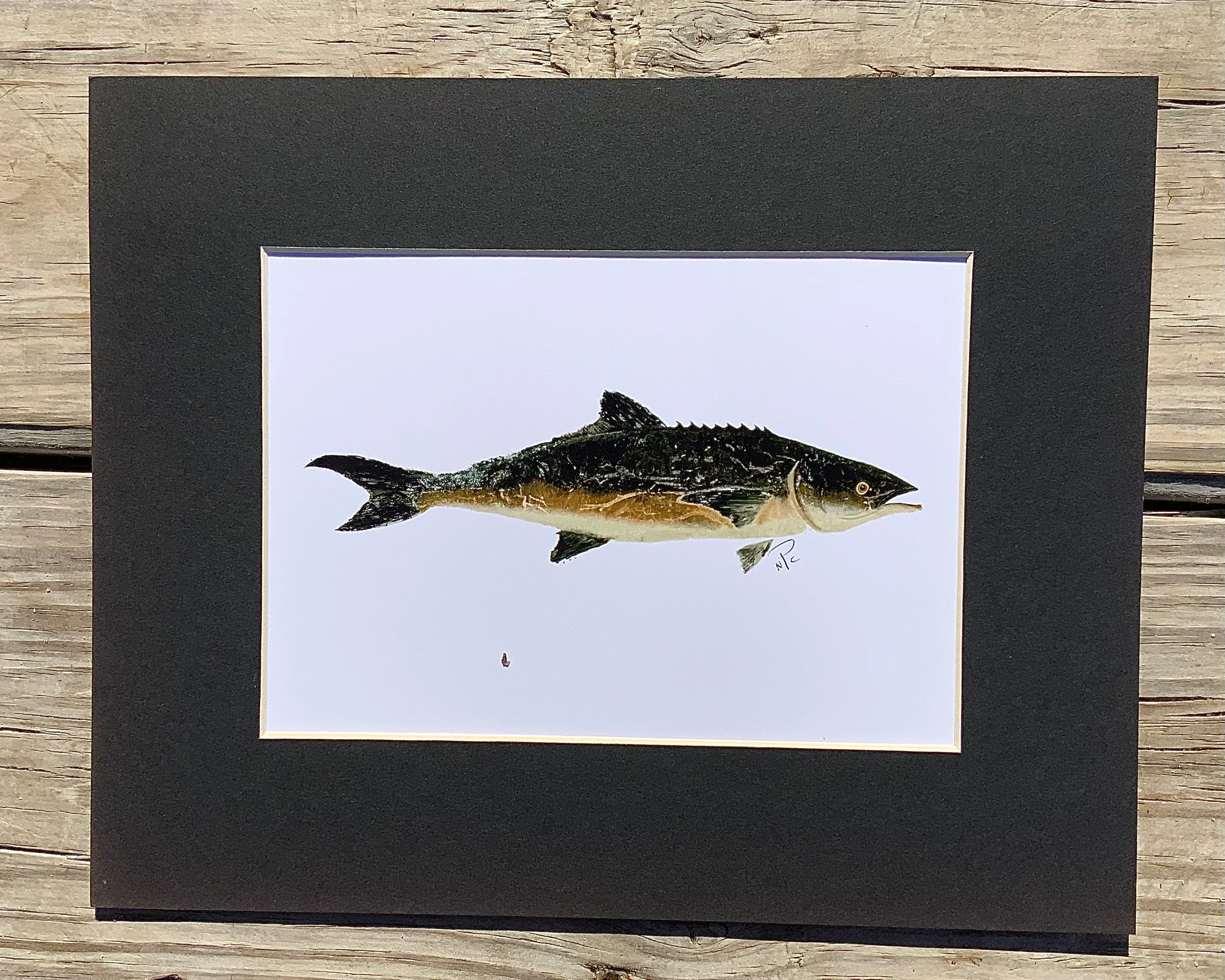 Cobia  Gyotaku Print